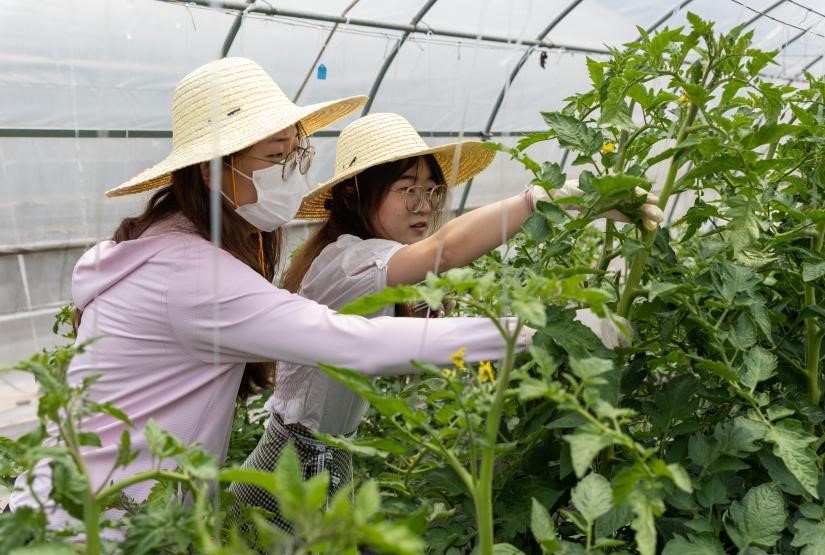 员工体验番茄农事操作(学通社记者 周全 摄)